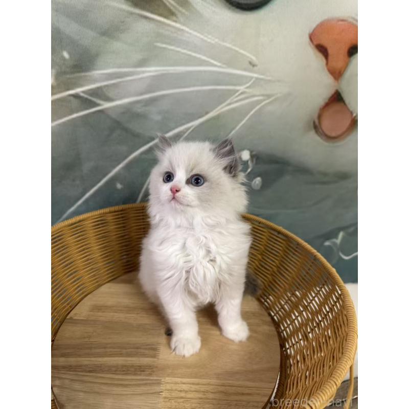 販売中の大阪府のラグドール-135344の3枚目