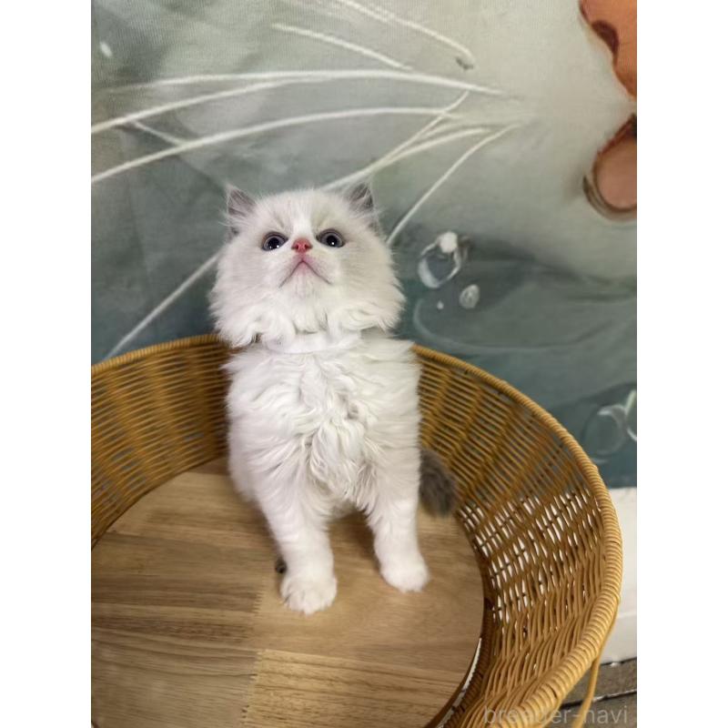 販売中の大阪府のラグドール-135344の2枚目