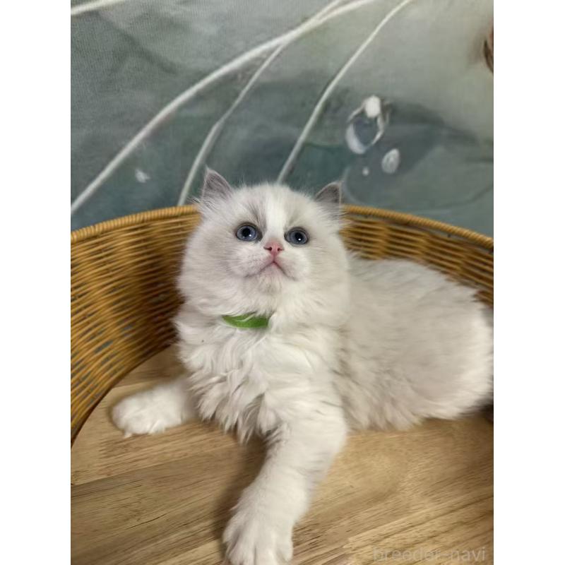 販売中の大阪府のラグドール-135345の6枚目