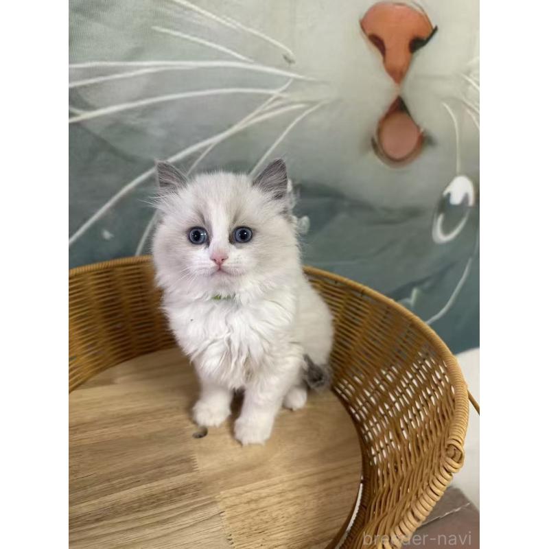 販売中の大阪府のラグドール-135345の4枚目