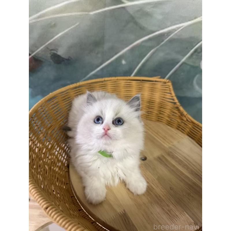 販売中の大阪府のラグドール-135345の3枚目