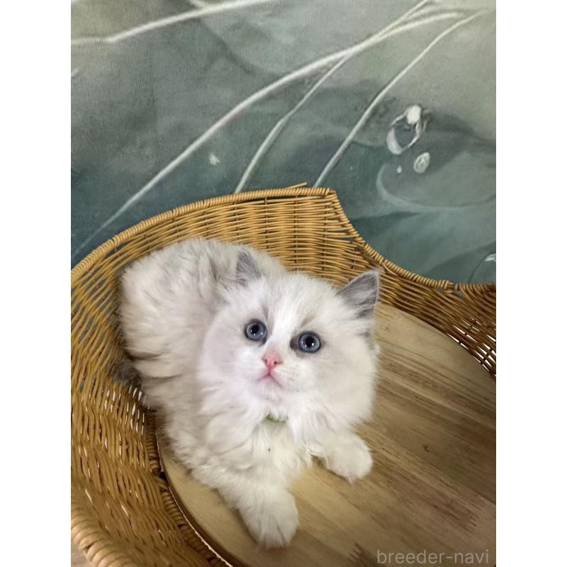 販売中の大阪府のラグドール-135345の2枚目