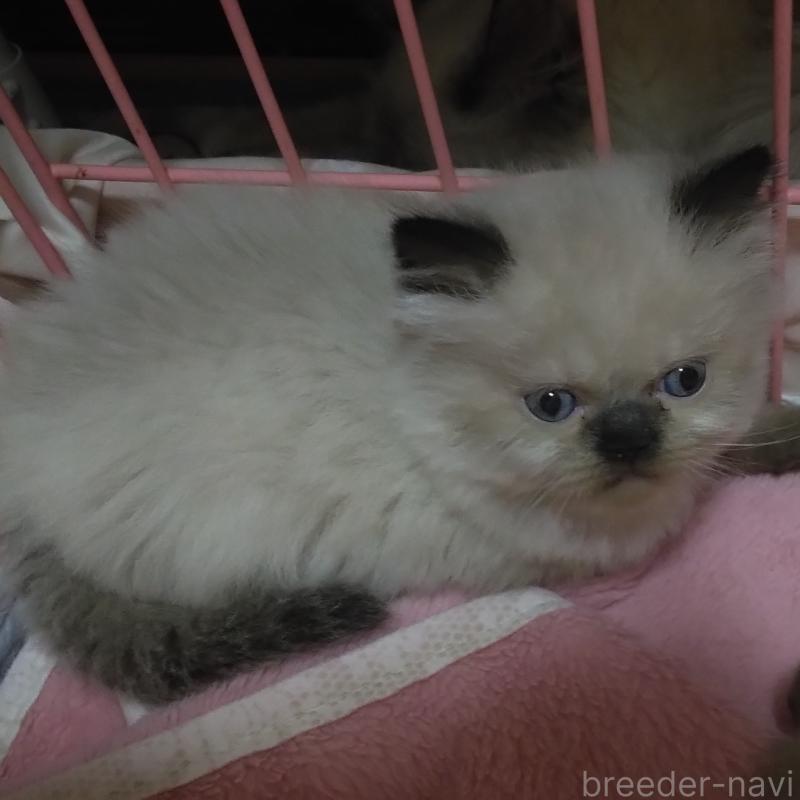 販売中の静岡県のヒマラヤン-137124の5枚目