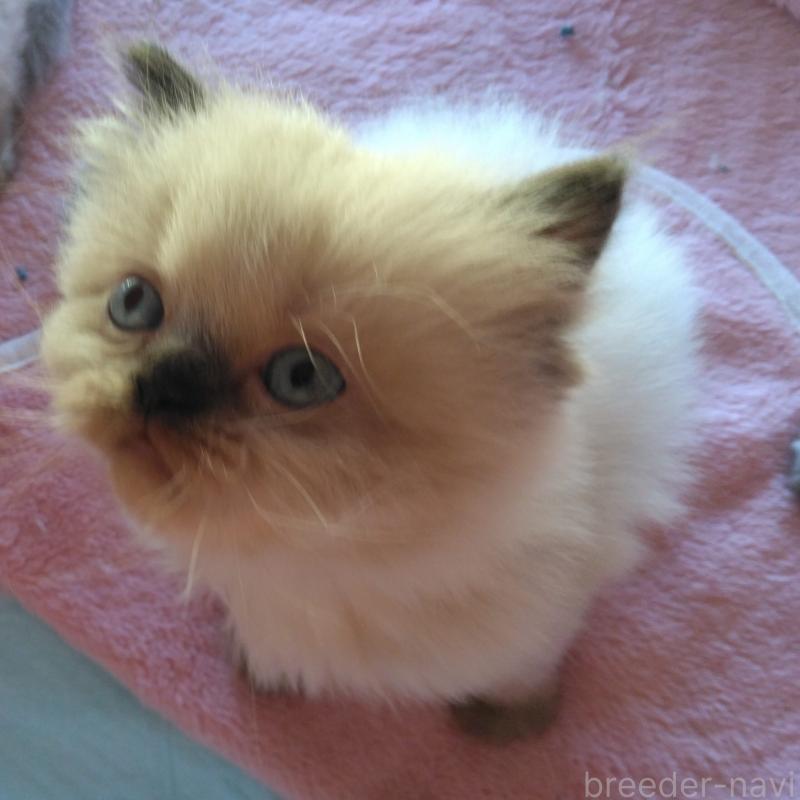 販売中の静岡県のヒマラヤン-137124の4枚目