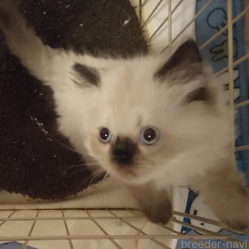 販売中の静岡県のヒマラヤン-137124の3枚目