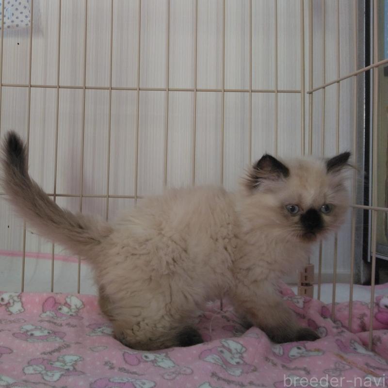 販売中の静岡県のヒマラヤン-137124の2枚目