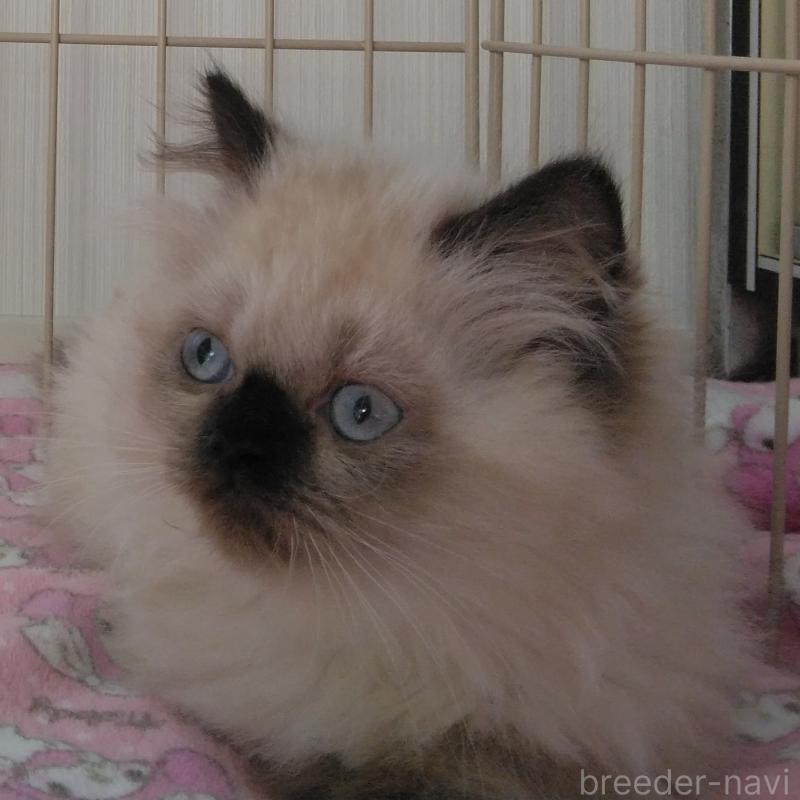 販売中の静岡県のヒマラヤン-137124