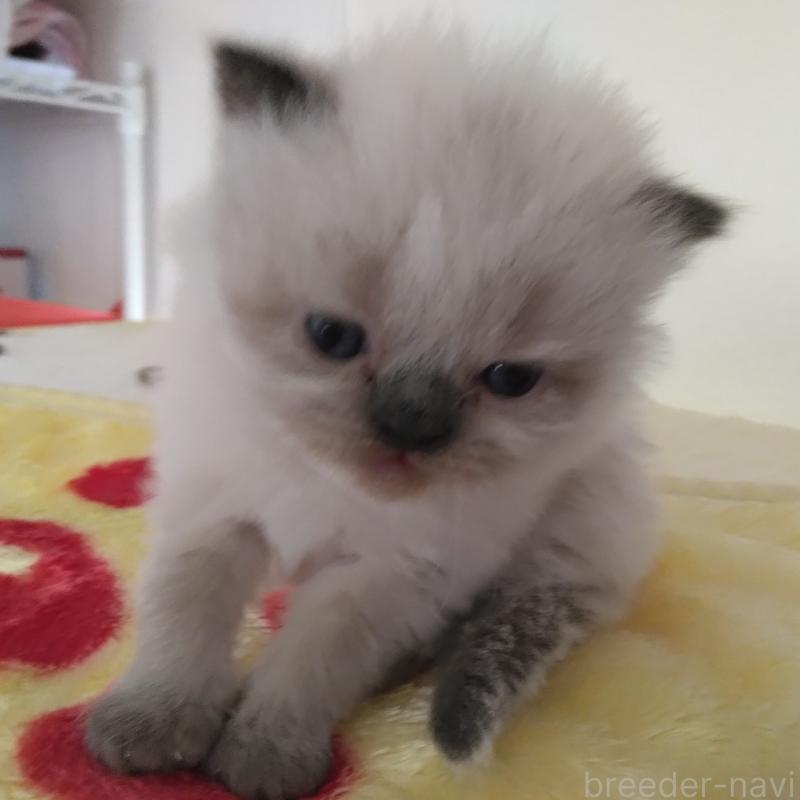 販売中の静岡県のヒマラヤン-137125の5枚目