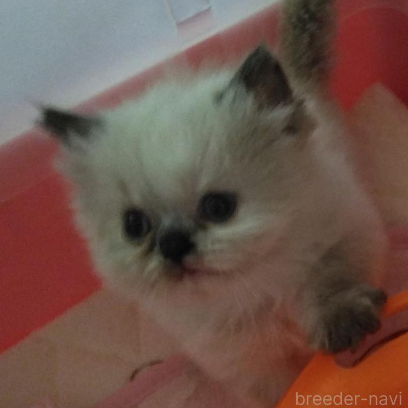 販売中の静岡県のヒマラヤン-137125の4枚目