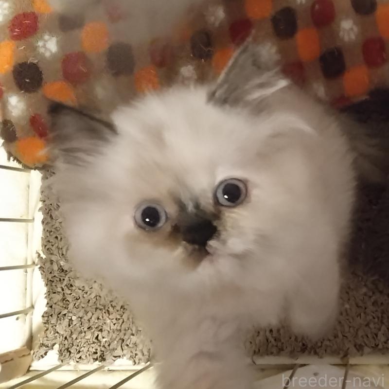 販売中の静岡県のヒマラヤン-137125の3枚目