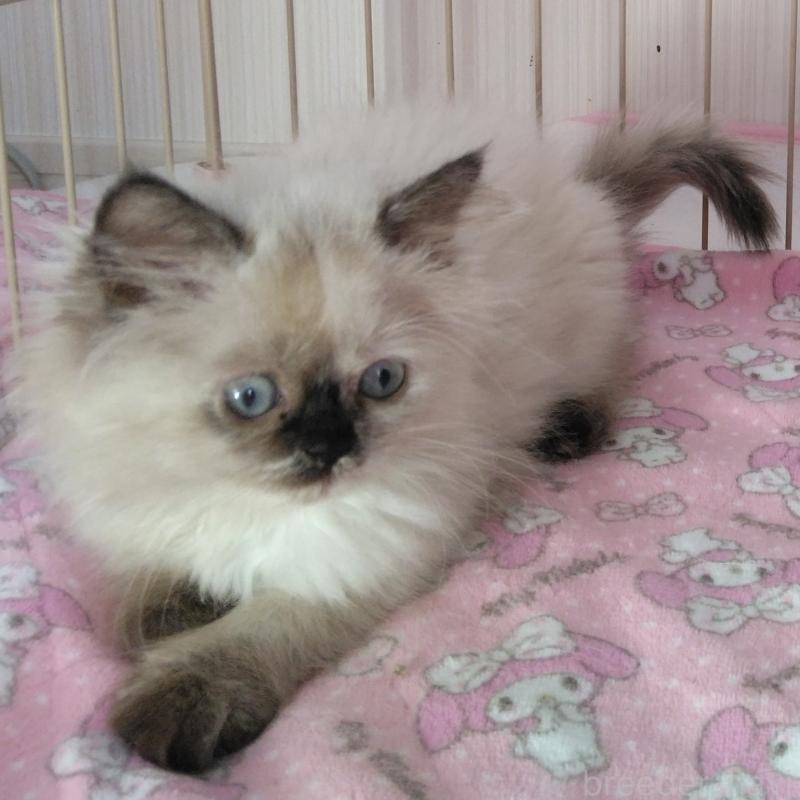 販売中の静岡県のヒマラヤン-137125