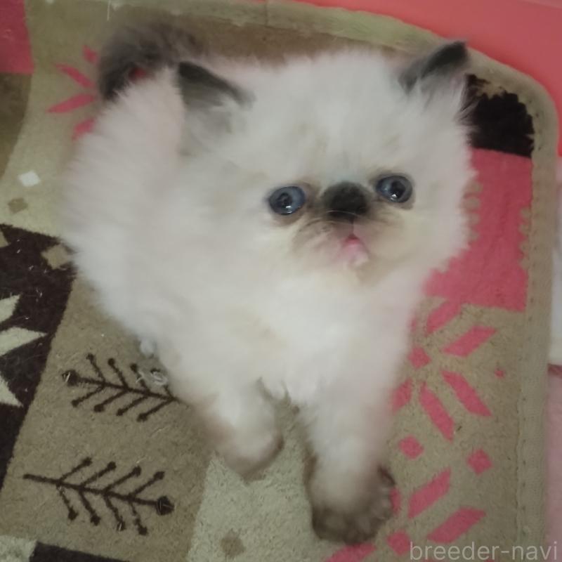 販売中の静岡県のヒマラヤン-137126の5枚目