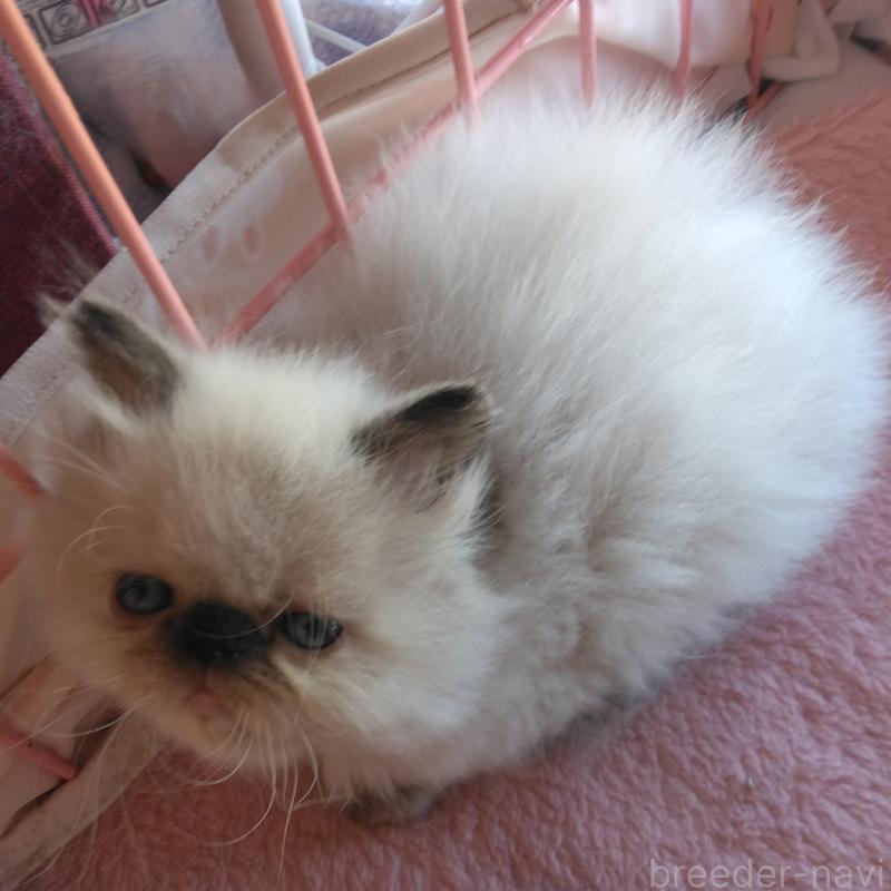 販売中の静岡県のヒマラヤン-137126の4枚目