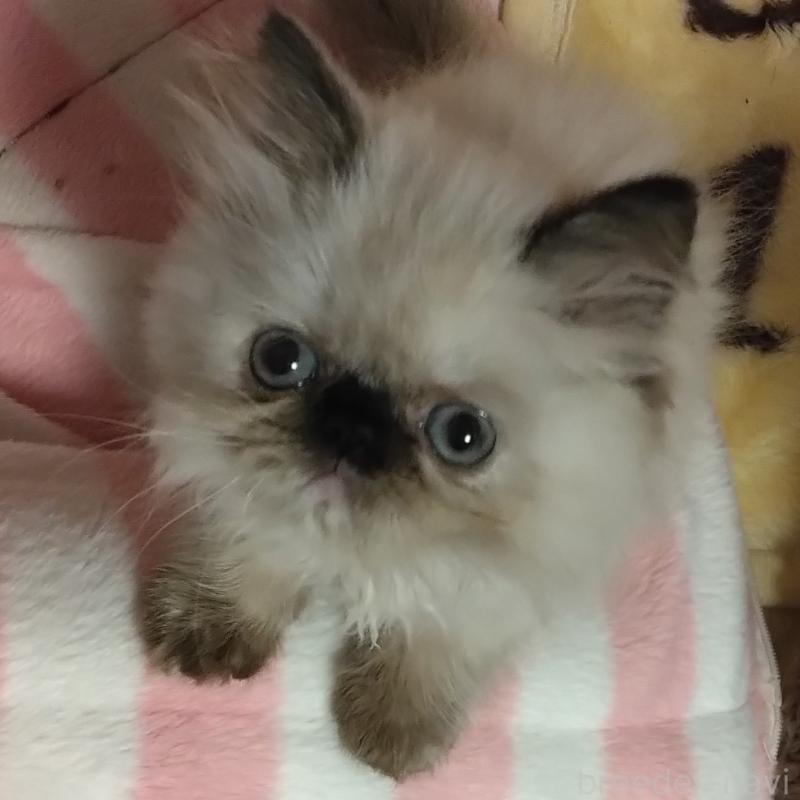 販売中の静岡県のヒマラヤン-137126の3枚目