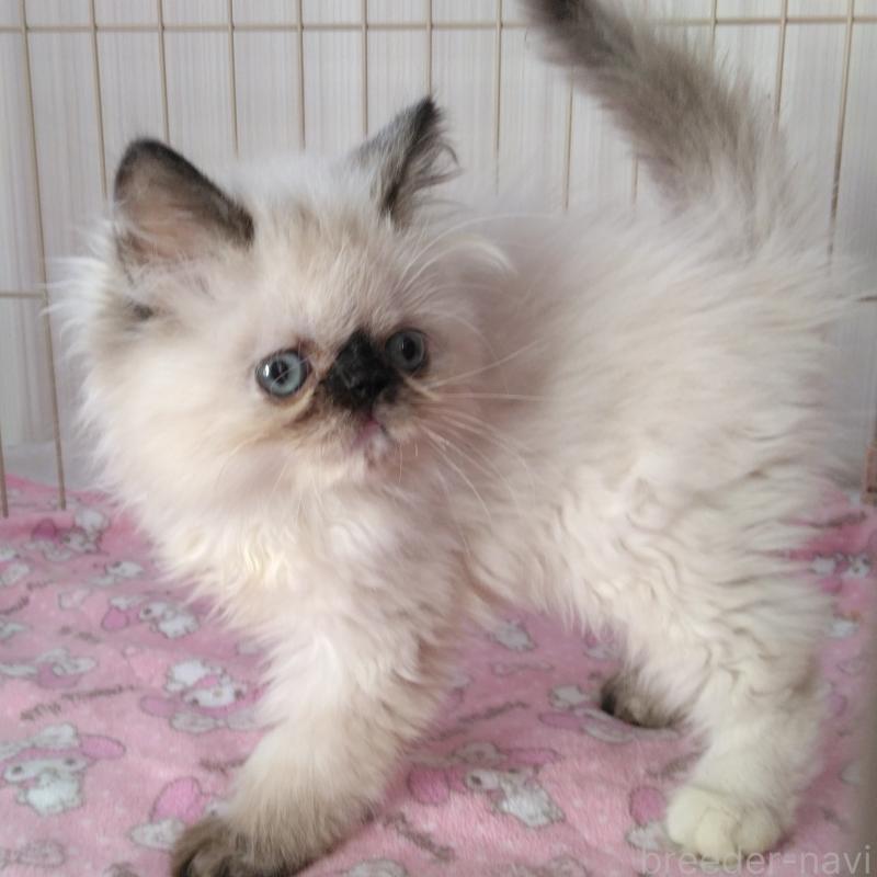 販売中の静岡県のヒマラヤン-137126の2枚目