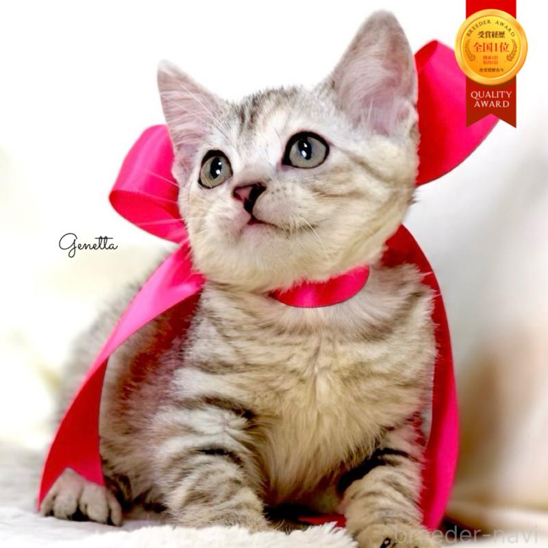 販売中の栃木県のジェネッタ-136058