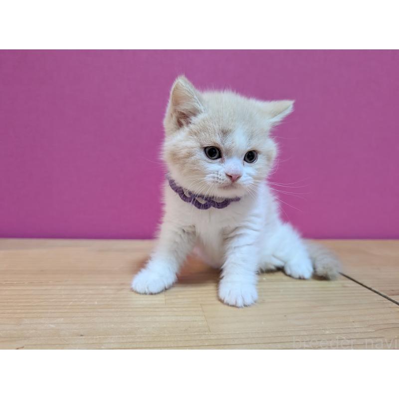 販売中の東京都のマンチカン-137130の3枚目