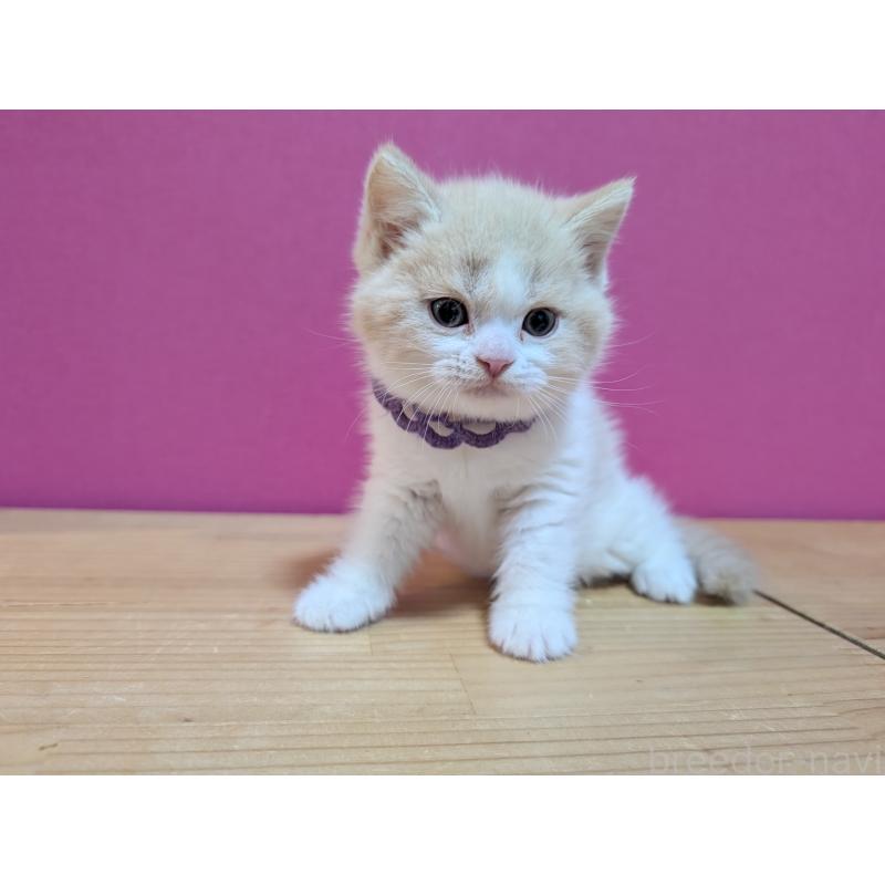 販売中の東京都のマンチカン-137130の2枚目