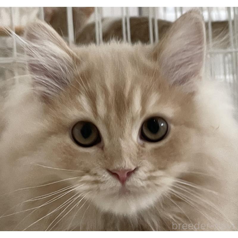 販売中の愛知県のスコティッシュフォールド-132211の2枚目