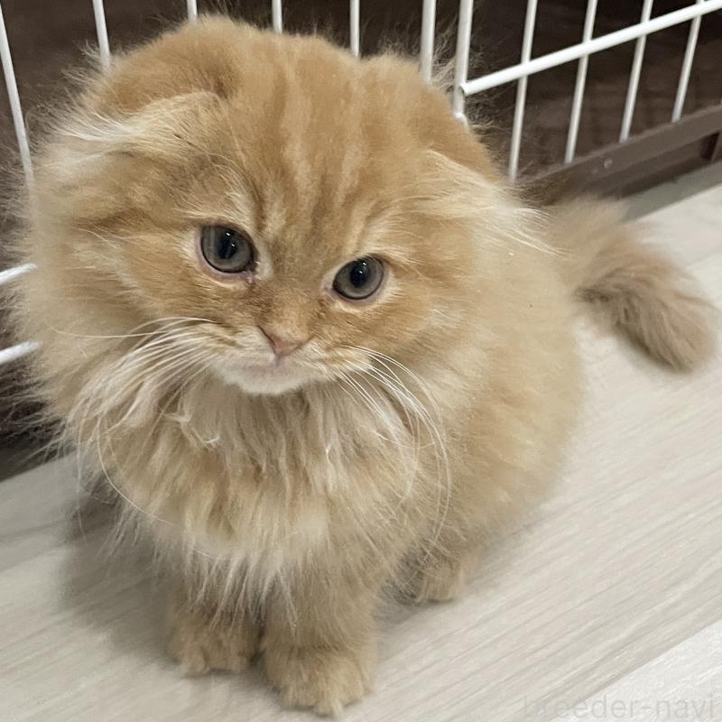 販売中の愛知県のスコティッシュフォールド-137131の6枚目