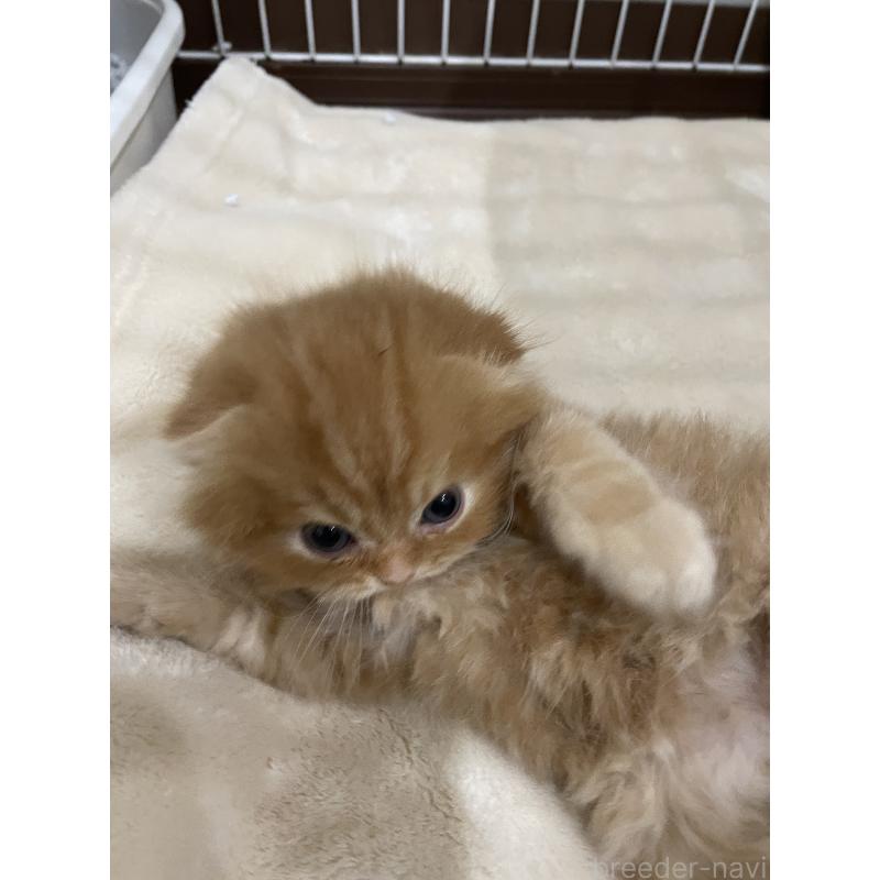 販売中の愛知県のスコティッシュフォールド-137131の5枚目