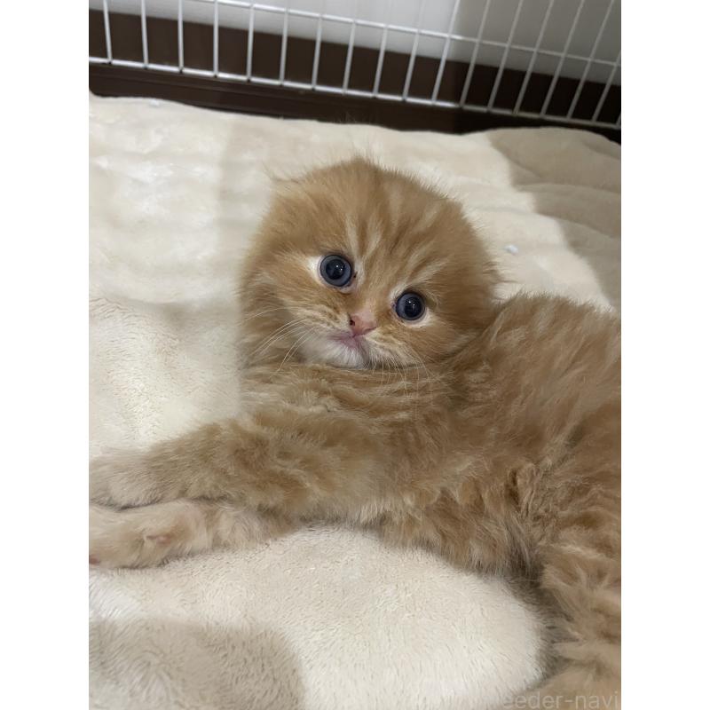 販売中の愛知県のスコティッシュフォールド-137131の4枚目