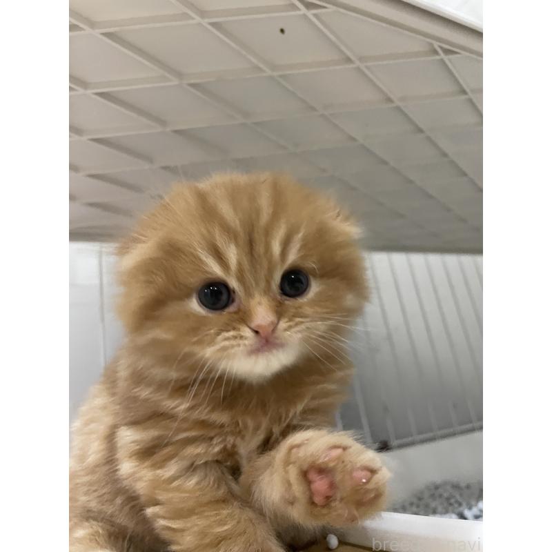 販売中の愛知県のスコティッシュフォールド-137131の3枚目