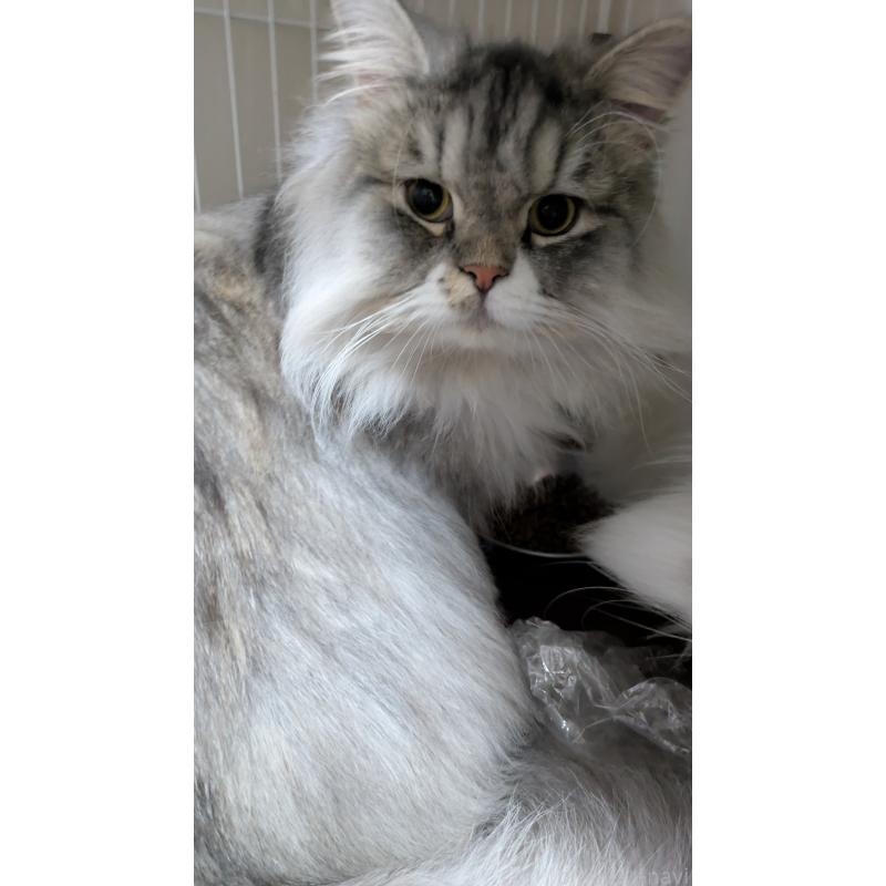 販売中の大阪府のミヌエット-121834の2枚目