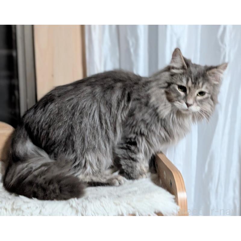 販売中の愛知県のミックス-132738の4枚目