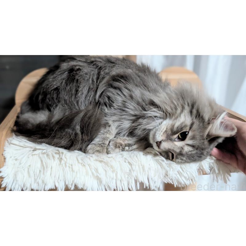 販売中の愛知県のミックス-132738の2枚目