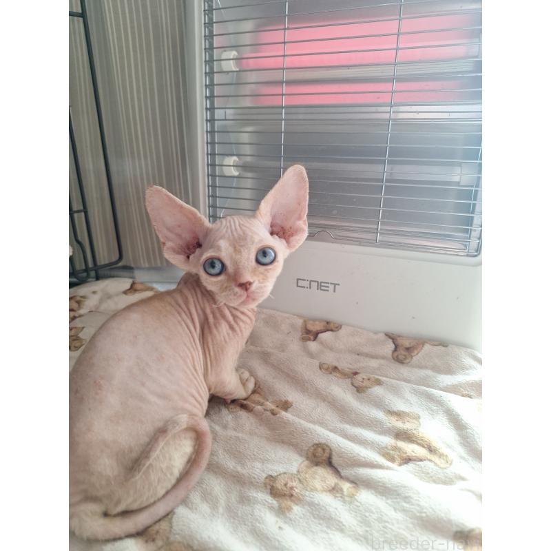 販売中の福岡県のデボンレックス-136059