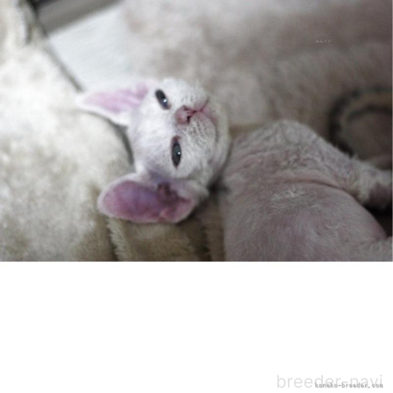 販売中ののデボンレックス-136056