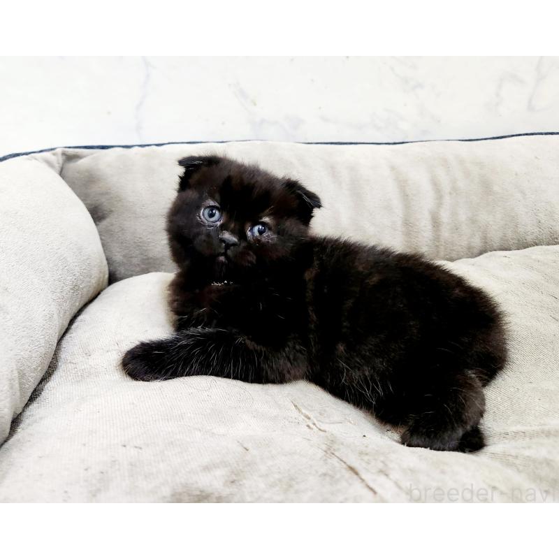 販売中の北海道のスコティッシュフォールド(折れ耳)-137132の7枚目