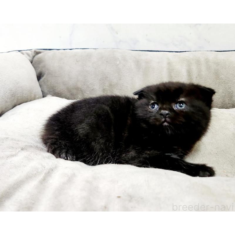 販売中の北海道のスコティッシュフォールド(折れ耳)-137132の6枚目