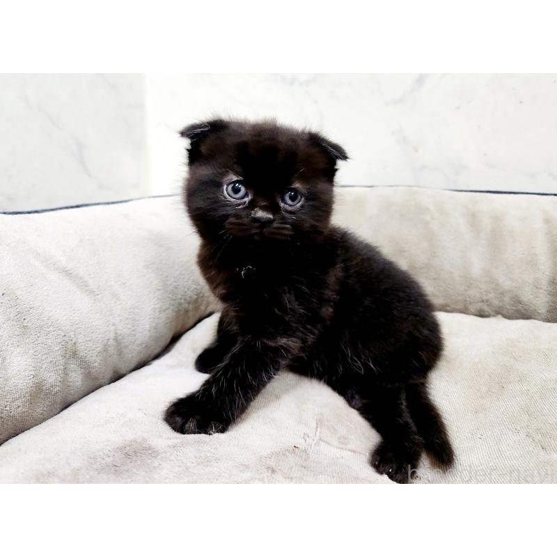 販売中の北海道のスコティッシュフォールド(折れ耳)-137132の5枚目