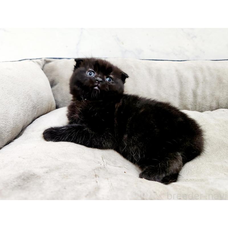 販売中の北海道のスコティッシュフォールド(折れ耳)-137132の4枚目