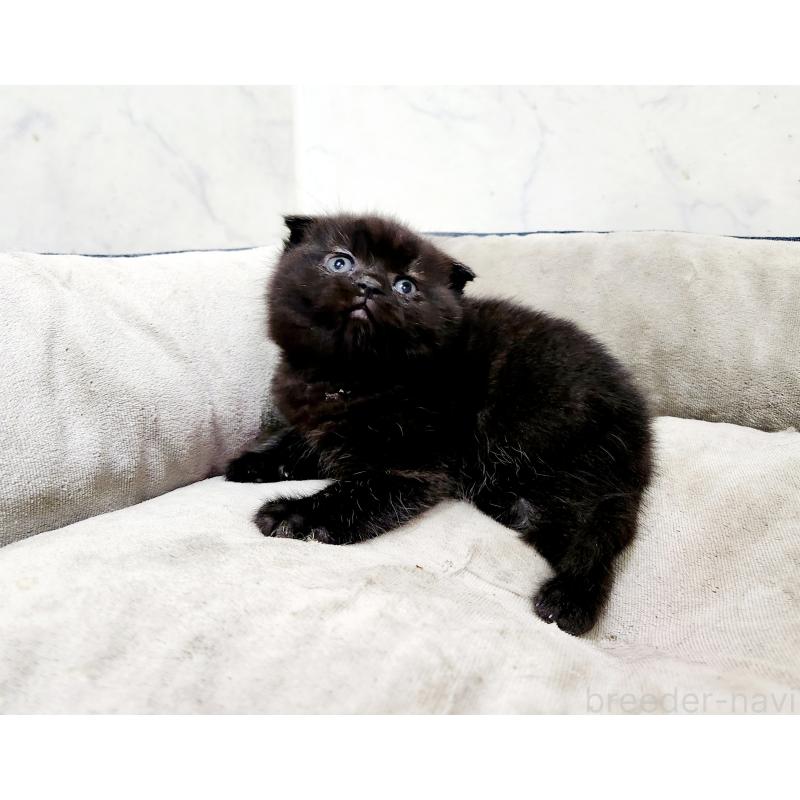 販売中の北海道のスコティッシュフォールド(折れ耳)-137132の2枚目