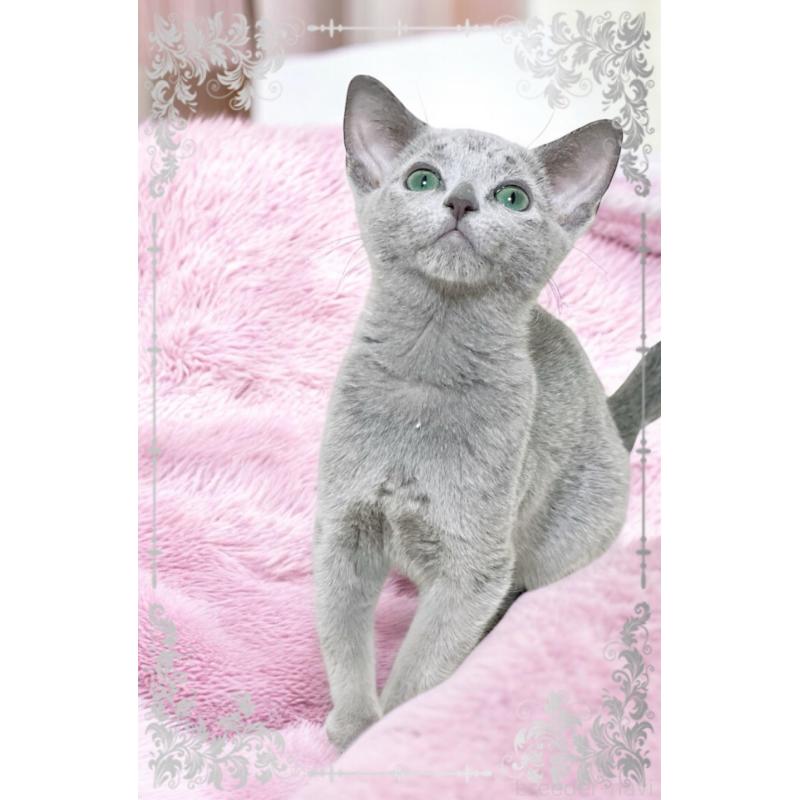 販売中の埼玉県のロシアンブルー-136272