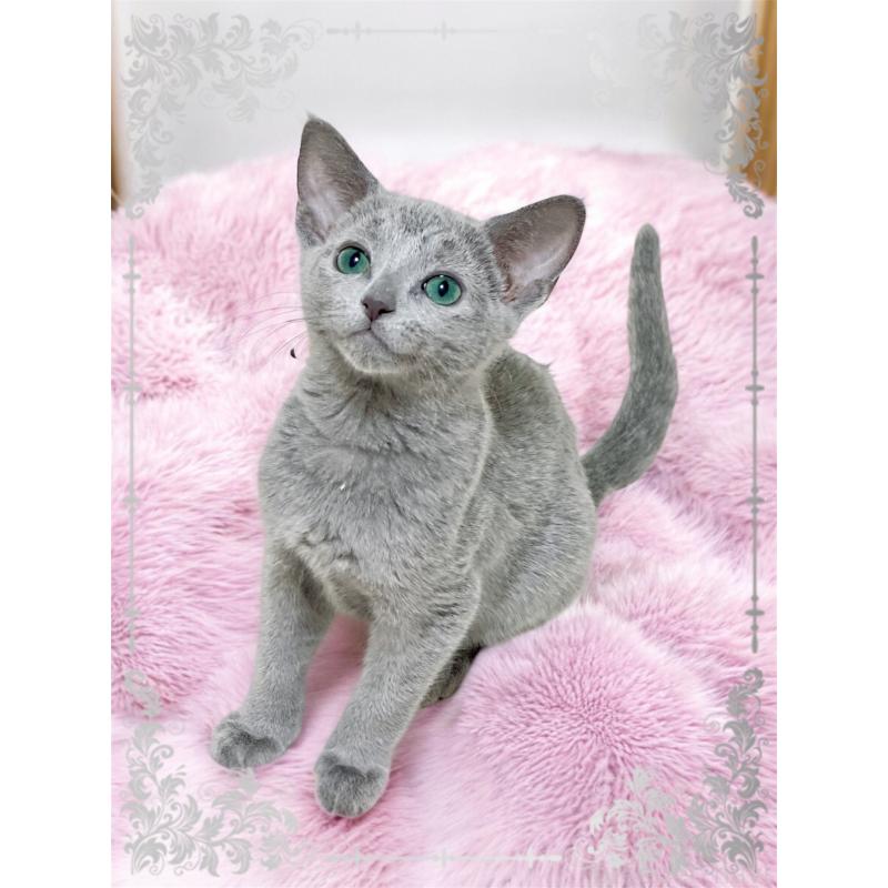 成約済の埼玉県のロシアンブルー-136272の4枚目