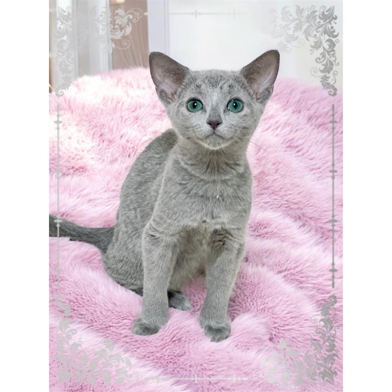 成約済の埼玉県のロシアンブルー-136272の3枚目