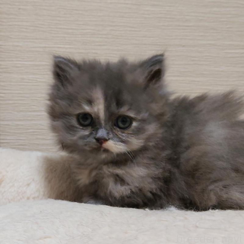 成約済の埼玉県のミヌエット(短足)-136380の6枚目