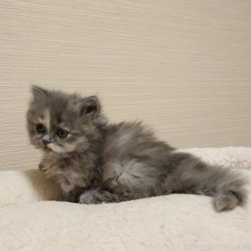 成約済の埼玉県のミヌエット(短足)-136380の5枚目