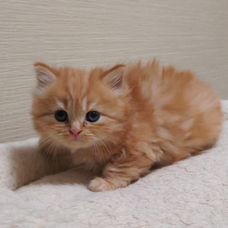 販売中の埼玉県のミヌエット-136382の15枚目