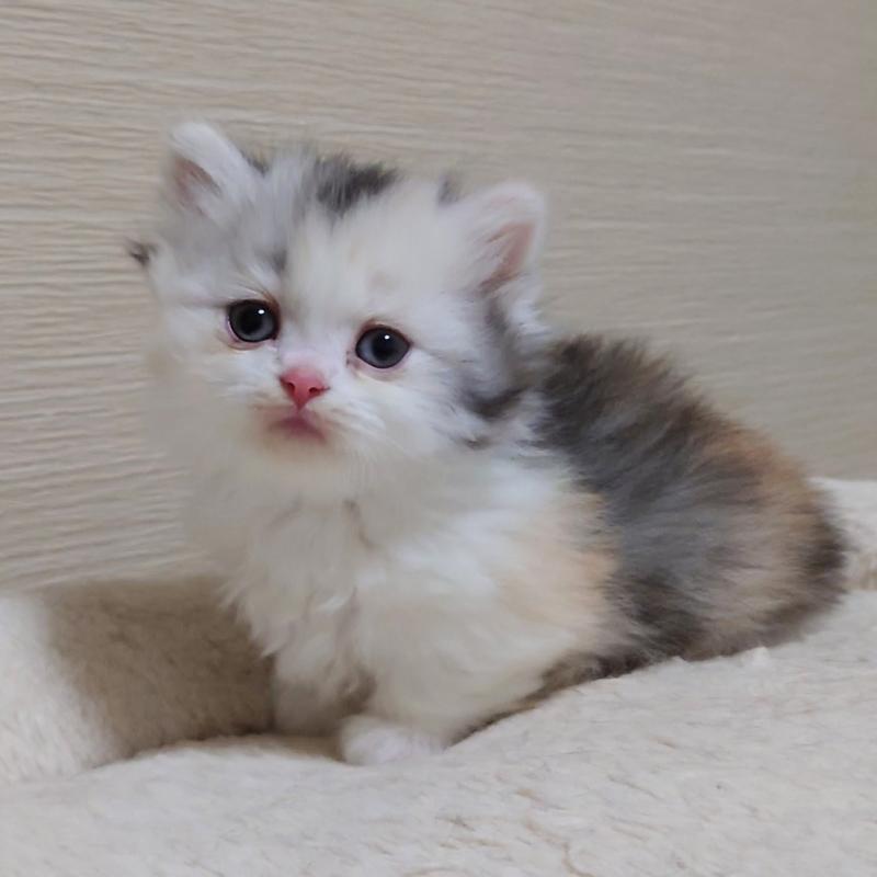 販売中の埼玉県のミヌエット(短足)-136379