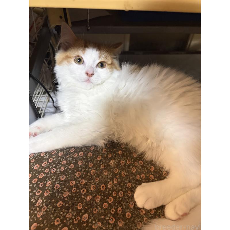 成約済の神奈川県のマンチカン-133032の6枚目