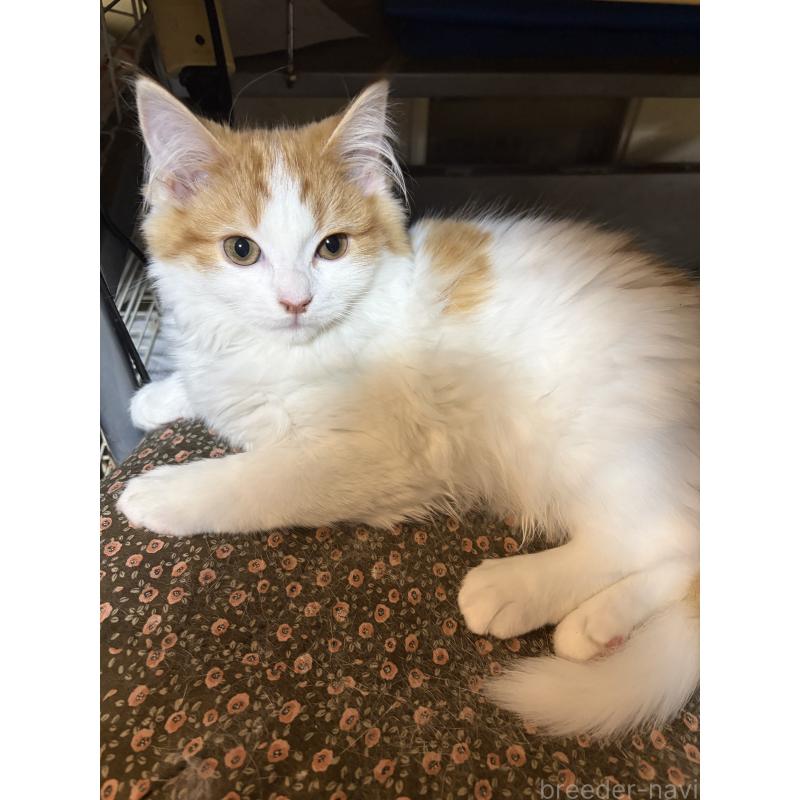 成約済の神奈川県のマンチカン-133032の5枚目