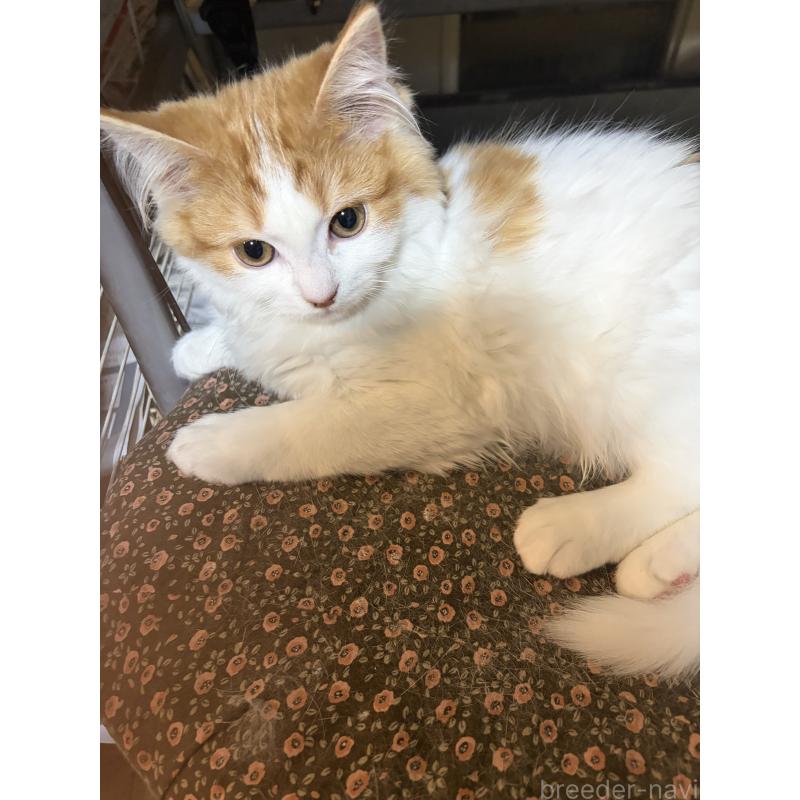 成約済の神奈川県のマンチカン-133032の4枚目