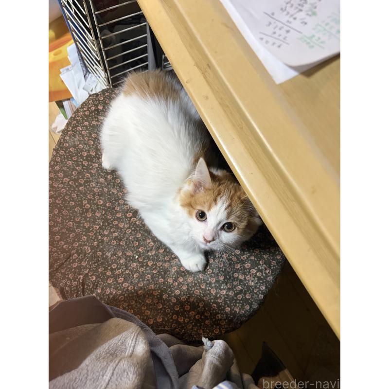 成約済の神奈川県のマンチカン-133032の3枚目