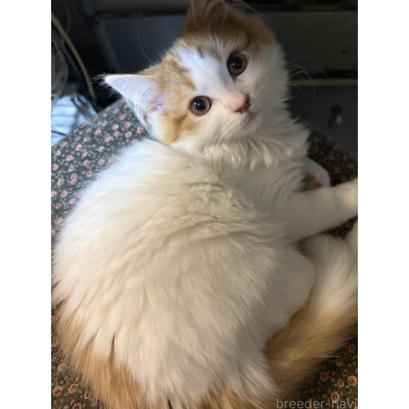 成約済の神奈川県のマンチカン-133032の2枚目