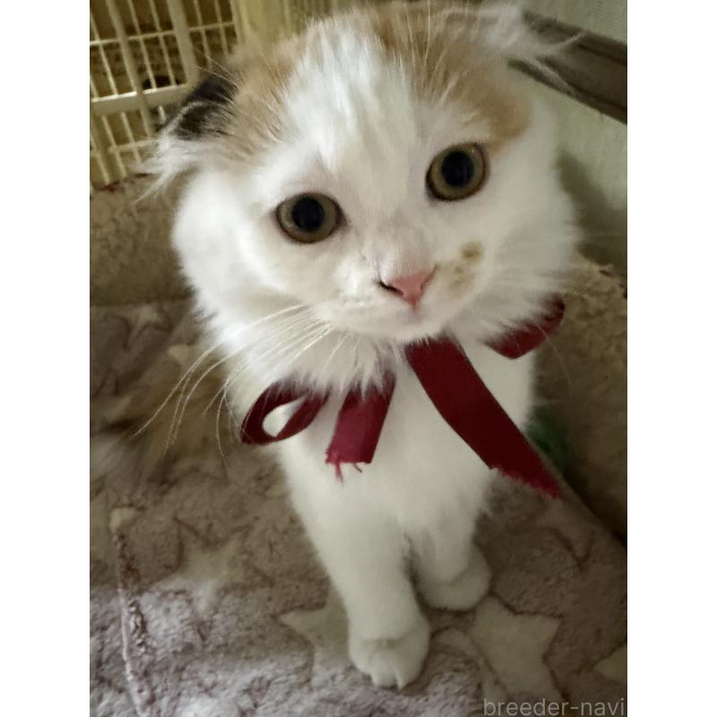 販売中の神奈川県のスコティッシュフォールド(折れ耳)-132865